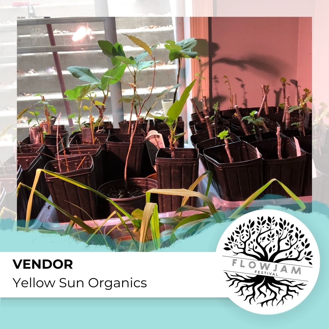 Yellow Sun Organics
